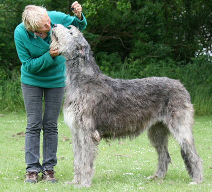 About the Irish Wolfhound